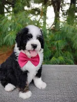 Toffee, a male Bernedoodle for sale in Millersburg, OH – 4 of 4