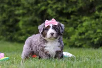 Ariel , a female Bernedoodle for sale in Millersburg, OH – 2 of 2