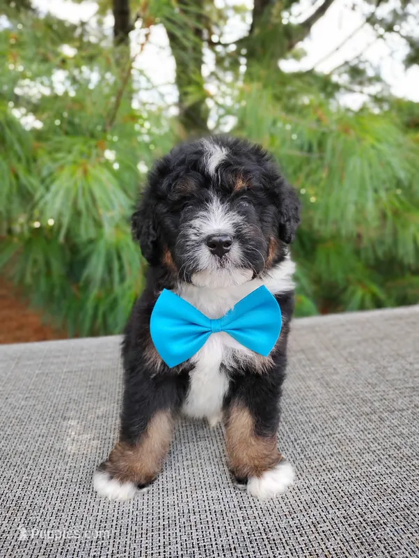 Mocha – Bernedoodle puppy for sale in Millersburg, OH