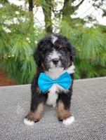 Mocha, a male Bernedoodle for sale in Millersburg, OH – 1 of 2