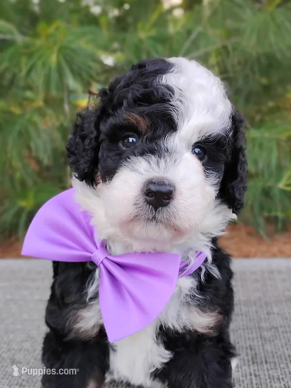 Nola – Bernedoodle puppy for sale in Millersburg, OH