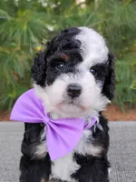 Nola, a female Bernedoodle for sale in Millersburg, OH – 1 of 4