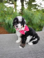 Truffle , a male Bernedoodle for sale in Millersburg, OH – 5 of 5