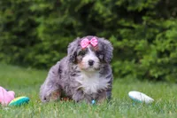 Bella , a female Bernedoodle for sale in Millersburg, OH – 3 of 5
