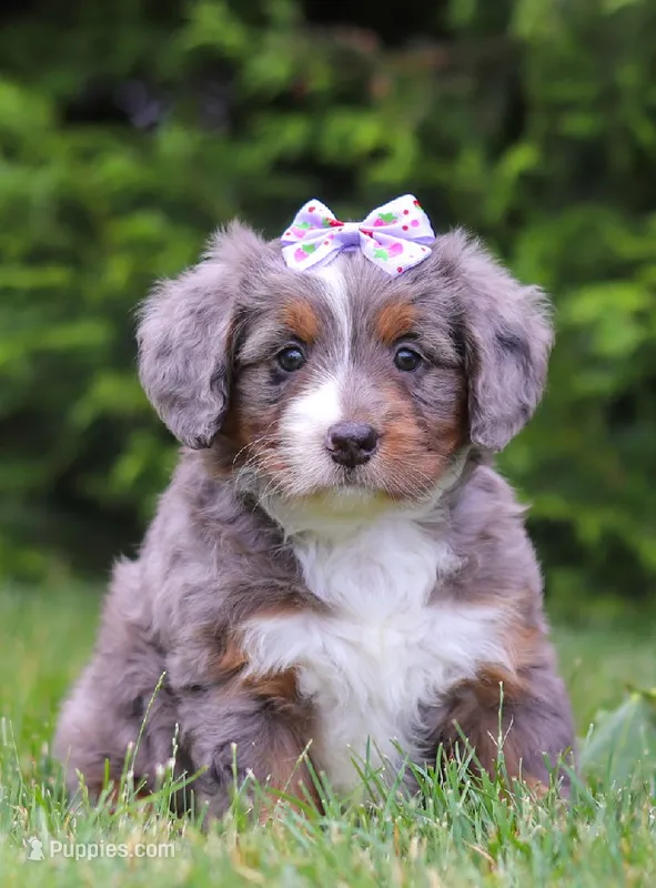 Aurora  – Bernedoodle puppy for sale in Millersburg, OH