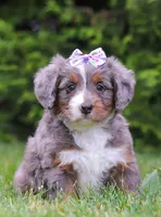 Aurora , a female Bernedoodle for sale in Millersburg, OH – 1 of 3