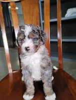 Cooper, a male Miniature Bernedoodle for sale in Millersburg, OH – Photo 3 of 6