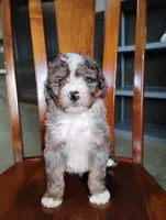 Cooper, a male Miniature Bernedoodle for sale in Millersburg, OH – Photo 5 of 6
