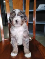Cooper, a male Miniature Bernedoodle for sale in Millersburg, OH – Photo 6 of 6
