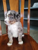 Cooper, a male Miniature Bernedoodle for sale in Millersburg, OH – Photo 4 of 6