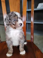 Cooper, a male Miniature Bernedoodle for sale in Millersburg, OH – Photo 2 of 6