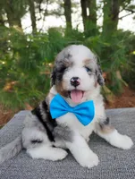 Damian , a male Bernedoodle for sale in Millersburg, OH – 3 of 6