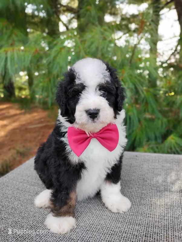 Toffee – Bernedoodle puppy for sale in Millersburg, OH