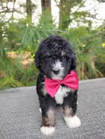 Teddy , a male Bernedoodle for sale in Millersburg, OH – 4 of 4