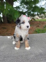 Sadie , a female Miniature Bernedoodle for sale in Millersburg, OH – Photo 4 of 4