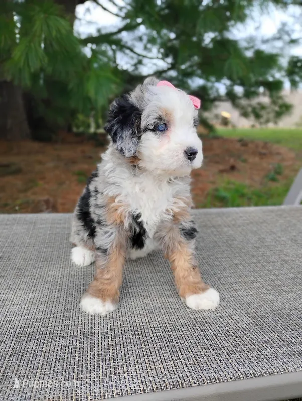Sadie  – Miniature Bernedoodle puppy for sale in Millersburg, OH