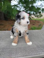 Sadie , a female Miniature Bernedoodle for sale in Millersburg, OH – Photo 1 of 4