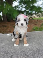 Sadie , a female Miniature Bernedoodle for sale in Millersburg, OH – Photo 3 of 4