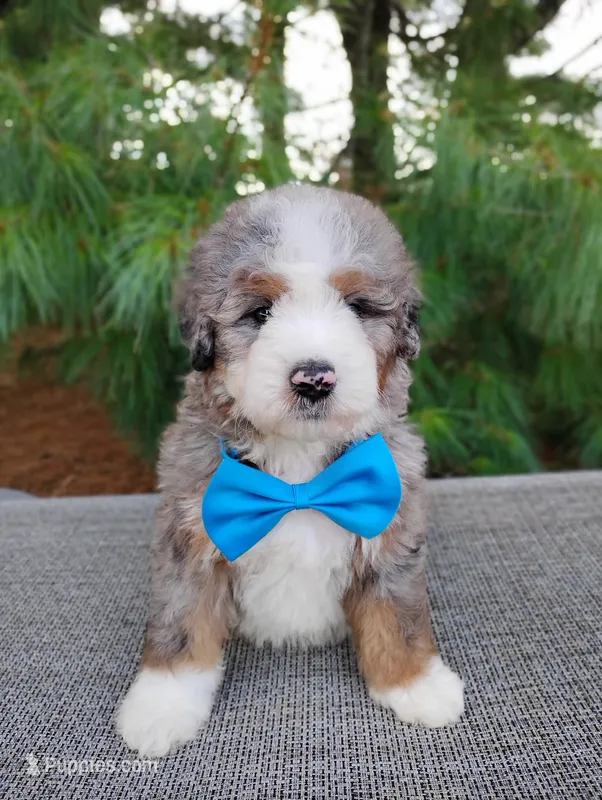 Graham – Bernedoodle puppy for sale in Millersburg, OH