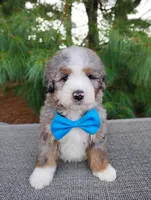 Graham, a male Bernedoodle for sale in Millersburg, OH – 1 of 4