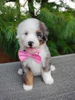 Biscoff, a female Bernedoodle for sale in Millersburg, OH – 7 of 8
