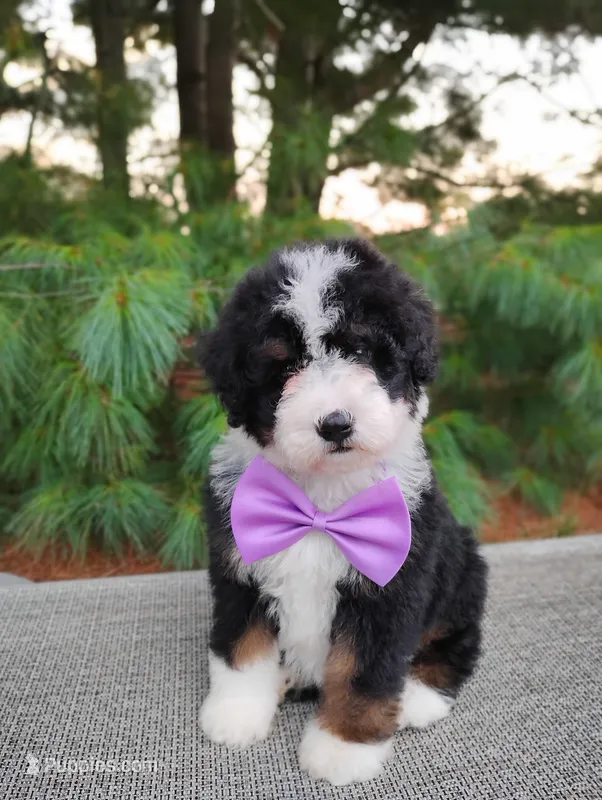 Bonbon – Bernedoodle puppy for sale in Millersburg, OH