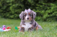 Aurora , a female Bernedoodle for sale in Millersburg, OH – 3 of 3