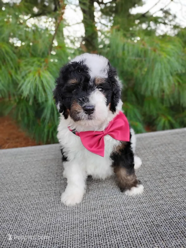 Truffle  – Bernedoodle puppy for sale in Millersburg, OH