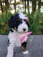 Isla, a female Bernedoodle for sale in Millersburg, OH – 2 of 6