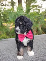 Teddy , a male Bernedoodle for sale in Millersburg, OH – 3 of 4