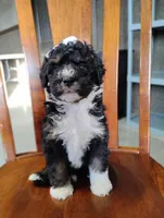 Gracie, a female Miniature Bernedoodle for sale in Millersburg, OH – Photo 2 of 7
