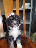 Gracie, a female Miniature Bernedoodle for sale in Millersburg, OH – Photo 7 of 7