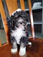 Gracie, a female Miniature Bernedoodle for sale in Millersburg, OH – Photo 3 of 7