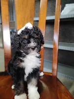 Gracie, a female Miniature Bernedoodle for sale in Millersburg, OH – Photo 6 of 7