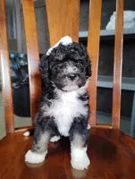 Gracie, a female Miniature Bernedoodle for sale in Millersburg, OH – Photo 5 of 7