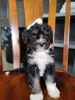 Gracie, a female Miniature Bernedoodle for sale in Millersburg, OH – Photo 4 of 7