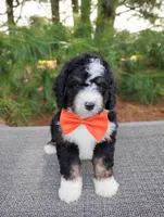 Zeke, a male Bernedoodle for sale in Millersburg, OH – 3 of 5