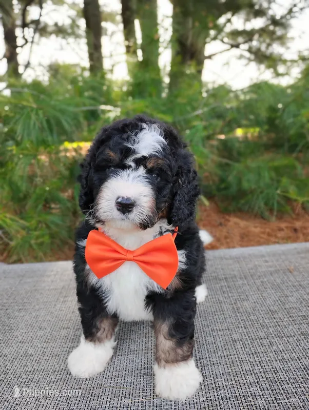 Zeke – Bernedoodle puppy for sale in Millersburg, OH