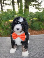 Zeke, a male Bernedoodle for sale in Millersburg, OH – 1 of 5