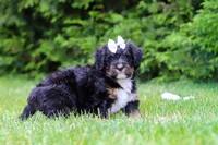Tiana, a female Bernedoodle for sale in Millersburg, OH – 2 of 4