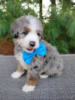 Graham, a male Bernedoodle for sale in Millersburg, OH – 4 of 4