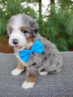 Graham, a male Bernedoodle for sale in Millersburg, OH – 3 of 4