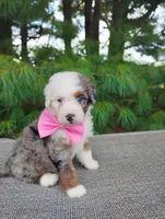 Remi, a female Bernedoodle for sale in Millersburg, OH – 3 of 5