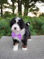 Bonbon, a female Bernedoodle for sale in Millersburg, OH – 3 of 5
