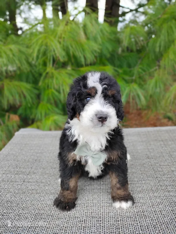 Jace – Bernedoodle puppy for sale in Millersburg, OH