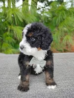 Jace, a male Bernedoodle for sale in Millersburg, OH – Photo 2 of 3