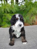 Jace, a male Bernedoodle for sale in Millersburg, OH – Photo 3 of 3