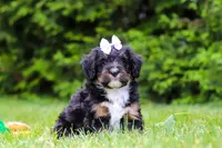Tiana, a female Bernedoodle for sale in Millersburg, OH – 3 of 4