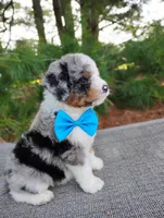Damian , a male Bernedoodle for sale in Millersburg, OH – 5 of 6