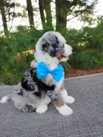 Cooper , a male Bernedoodle for sale in Millersburg, OH – 5 of 5